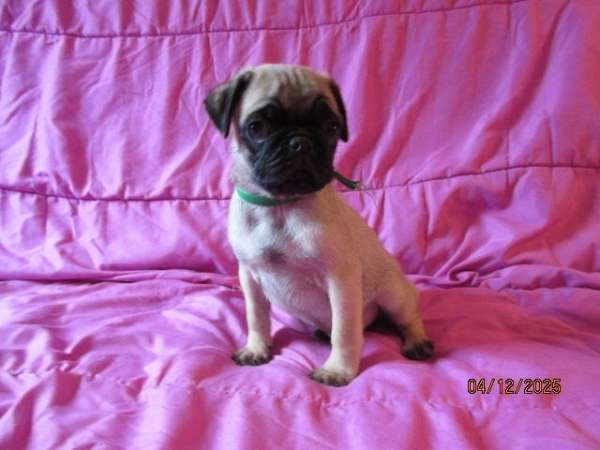 smooth-coated-mixed-pug