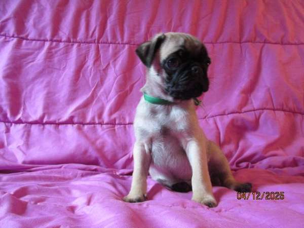 fawn-mixed-dog