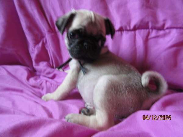 fawn-mixed-pug