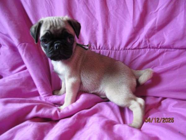 fawn-small-dog