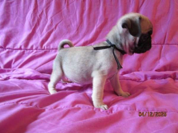fawn-small-pug