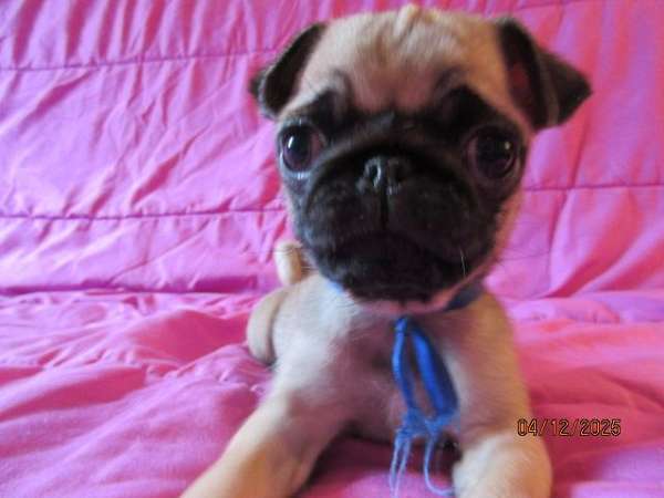 mixed-pug-dog