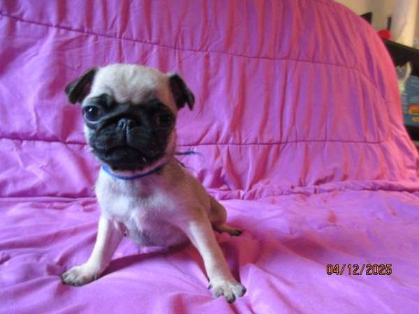 small-fawn-pug