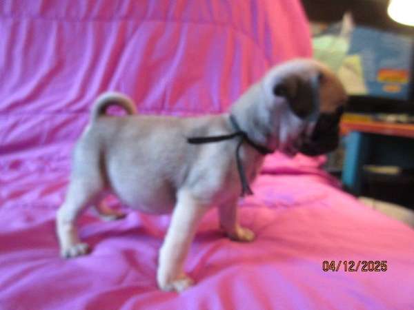small-smooth-coated-dog