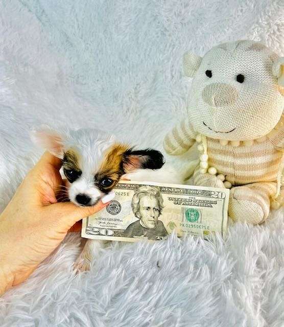 black-white-teacup-chihuahua