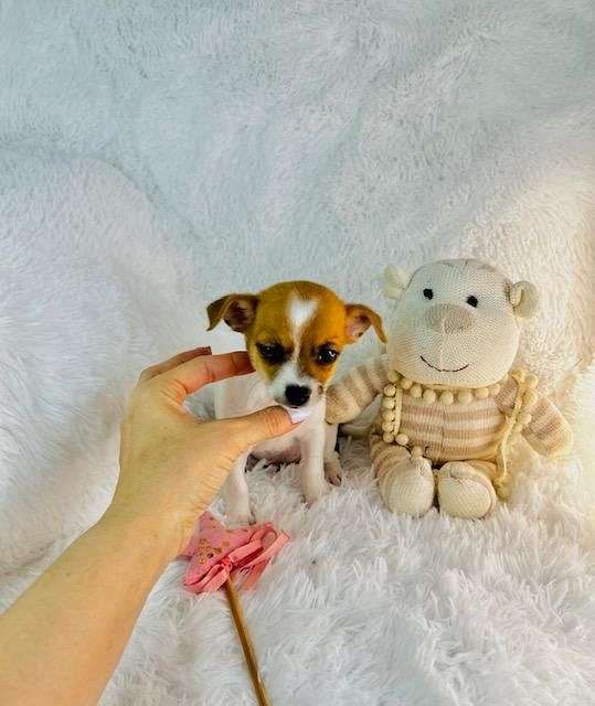 male-chihuahua-puppy