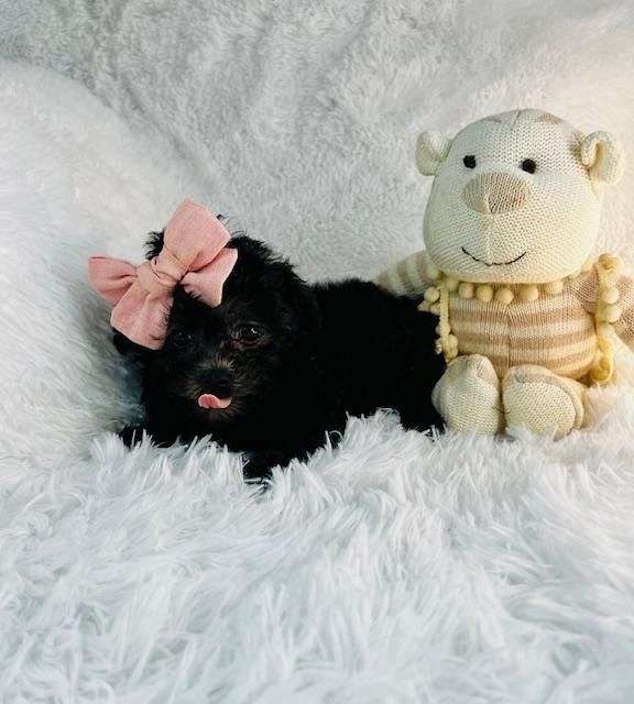 black-toy-small-poodle-toy-poodle