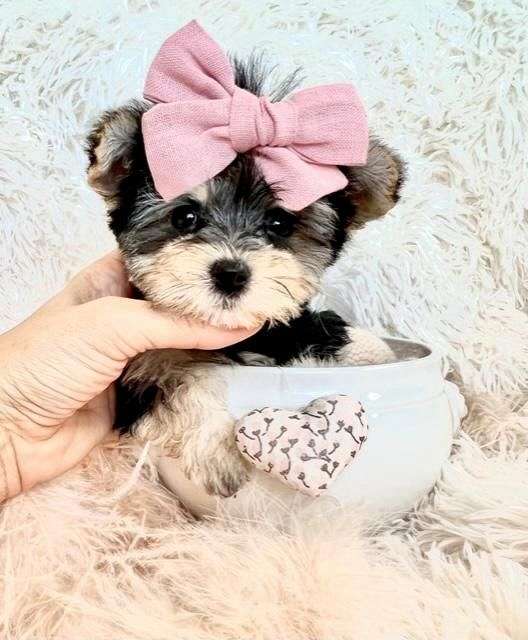 small-maltese-yorkshire-terrier
