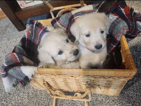 cream-golden-retriever