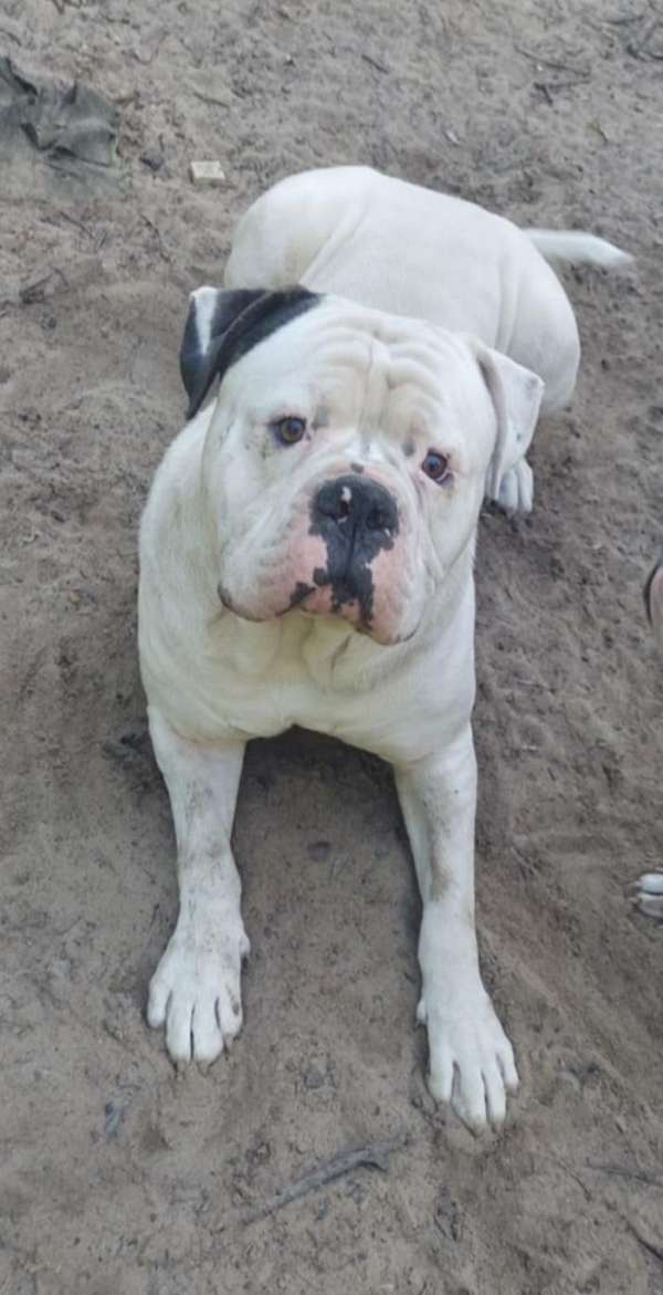 male-american-bulldog