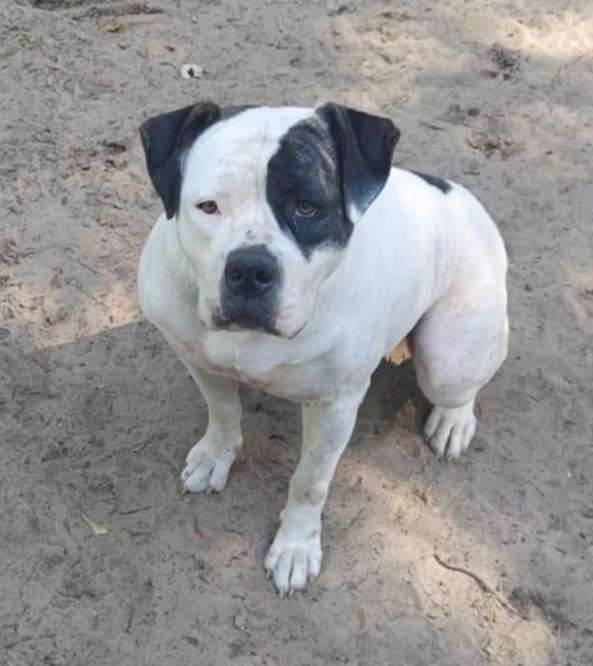 calm-american-bulldog