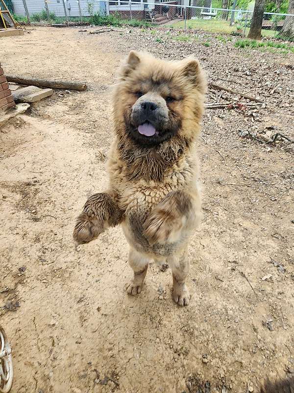 male-chow-dog