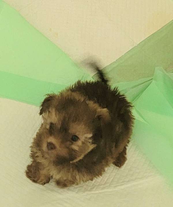 female-yorkipoo-dog