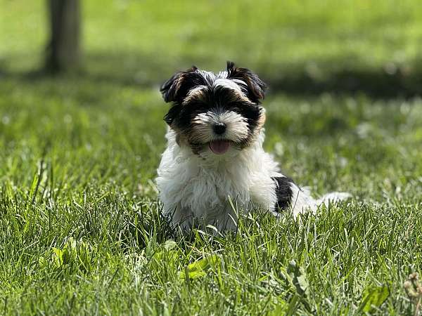female-yorkshire-terrier-puppy