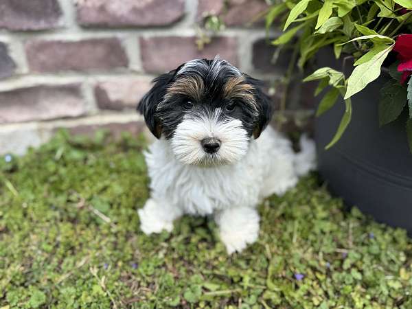 female-yorkshire-terrier-puppy
