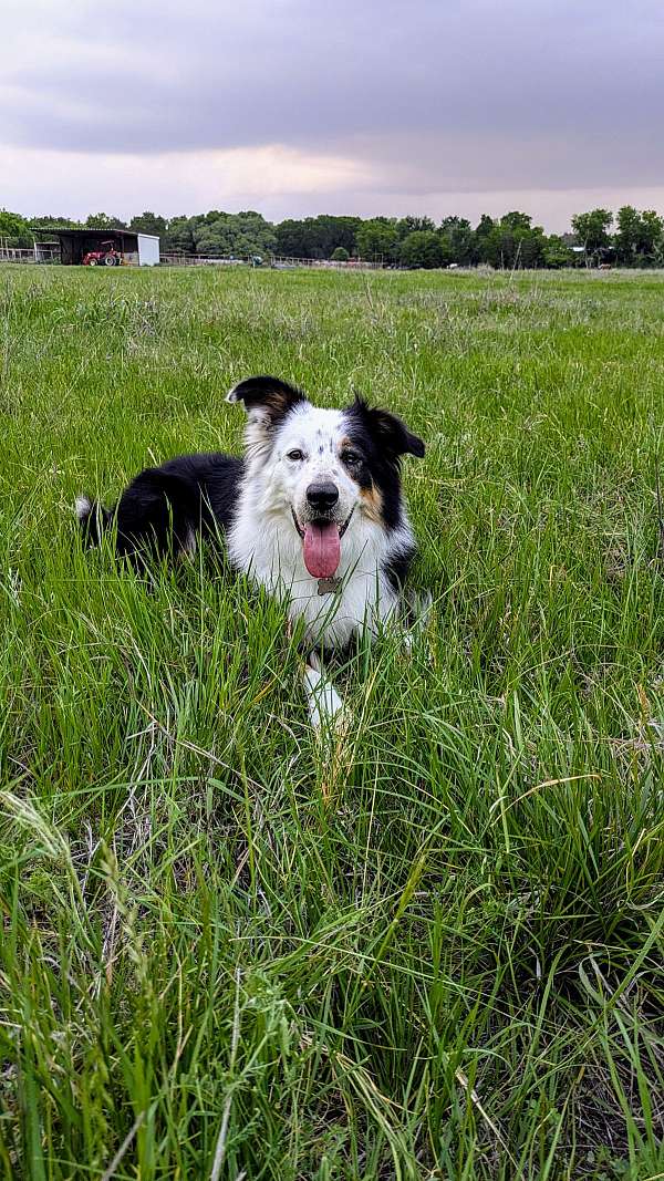 male-border-collie-dog