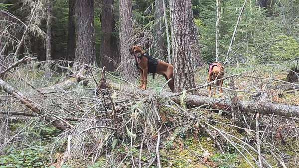 straight-haired-rhodesian-ridgeback