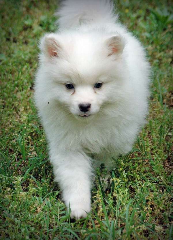 straight-haired-male-american-eskimo