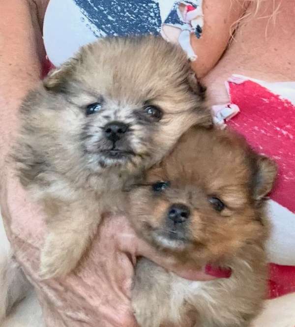 blue-merle-pomeranian-for-sale-red-puppy-teddy-bear-face-purebred-puppies-florida-near-me-boutique-b