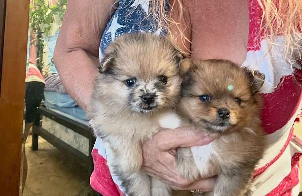 male-red-double-coated-pomeranian