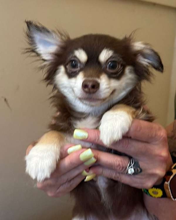 pomeranian-mariskaspomeranians-mariskaspoms-blue-merle-for-sale-red-puppy-teddy-bear-face-purebred-p