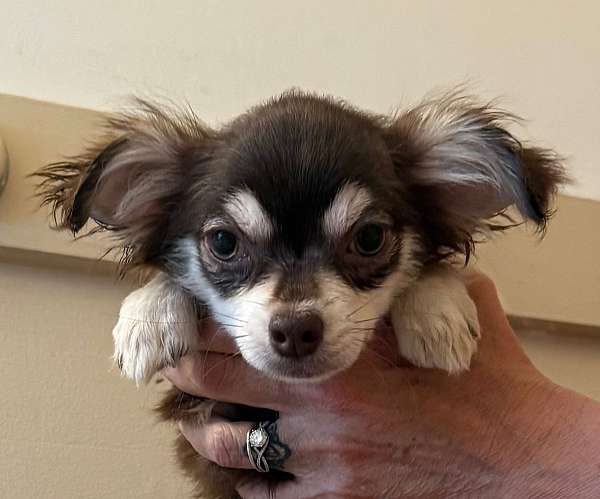 pomeranian-mariskaspomeranians-mariskaspoms-blue-merle-for-sale-red-puppy-teddy-bear-face-purebred-p