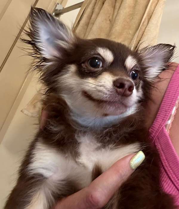 pomeranian-mariskaspomeranians-mariskaspoms-blue-merle-for-sale-red-puppy-teddy-bear-face-purebred-p