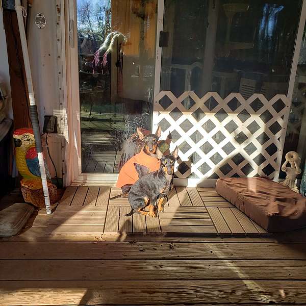 mixed-black-tan-smooth-coated-manchester-terrier