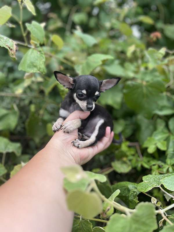 male-chihuahua-dog