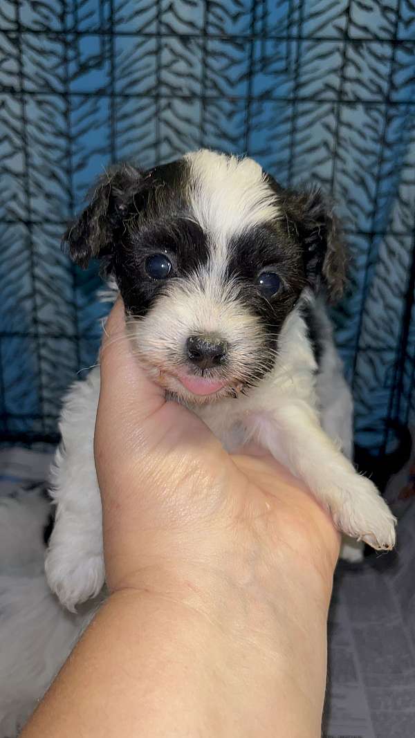 female-chorkie-dog