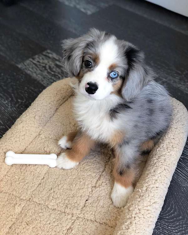 chocolate-double-coated-australian-shepherd