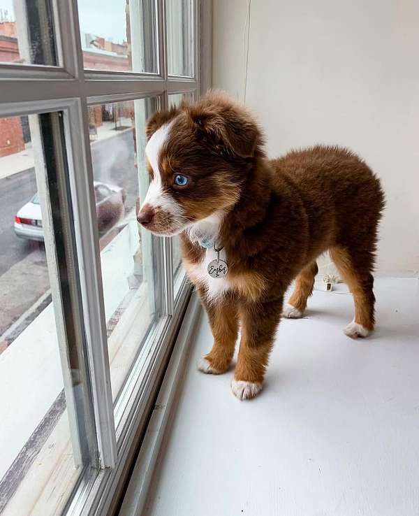 female-chocolate-double-coated-australian-shepherd