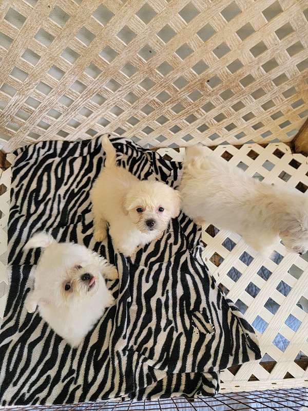 female-malti-poo-dog