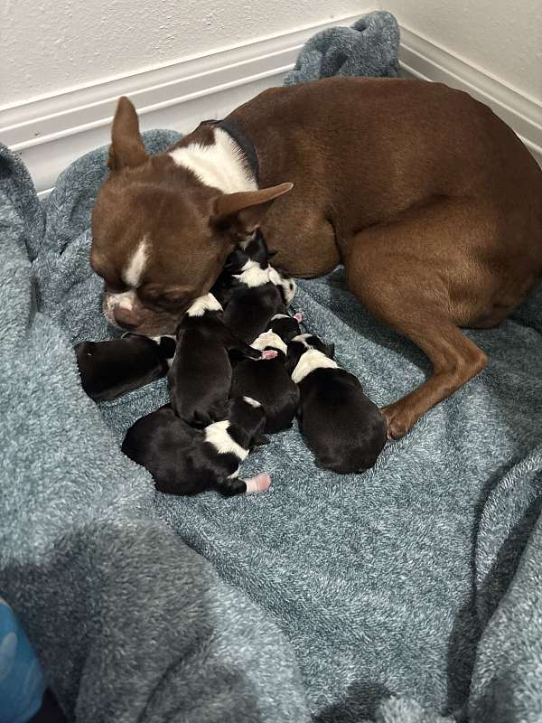 male-boston-terrier-dog