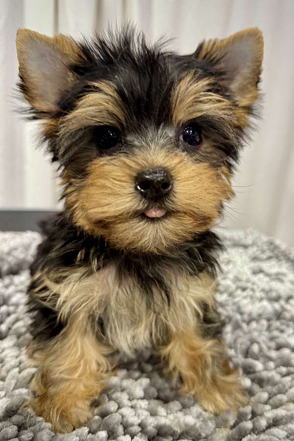 female-yorkshire-terrier-dog