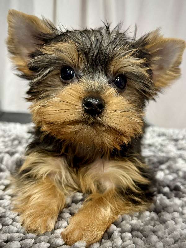 male-yorkshire-terrier-dog