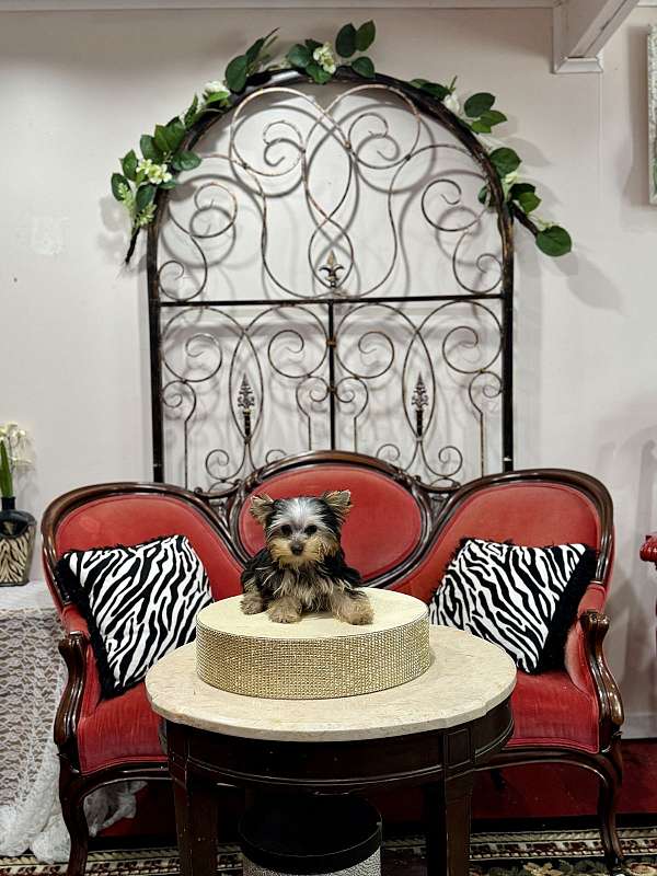 male-yorkshire-terrier-dog