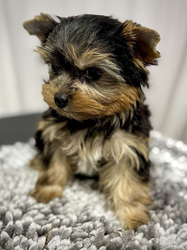 male-yorkshire-terrier-dog