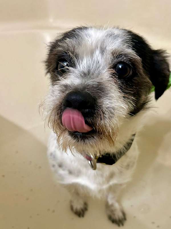spotted-short-haired-shih-tzu