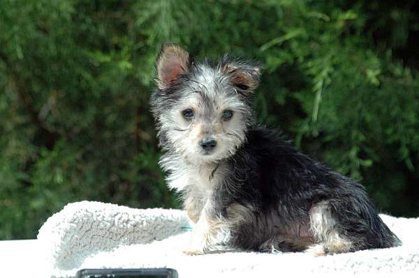 hypoallergenic-yorkshire-terrier