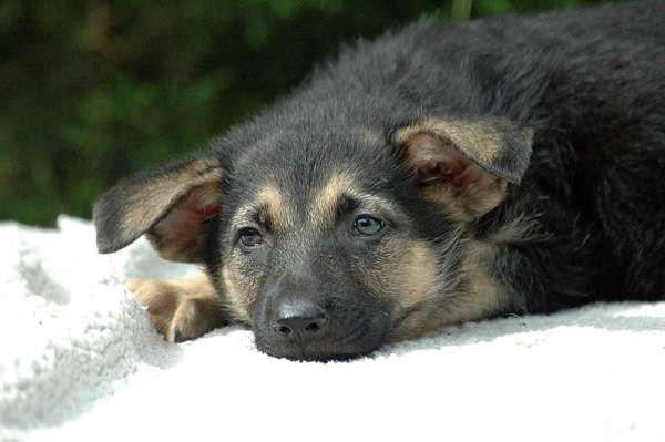 german-shepherd-va-puppy