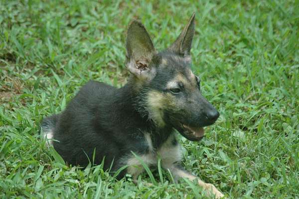 german-shepherd-va-puppy
