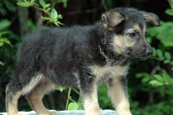 double-coated-german-shepherd