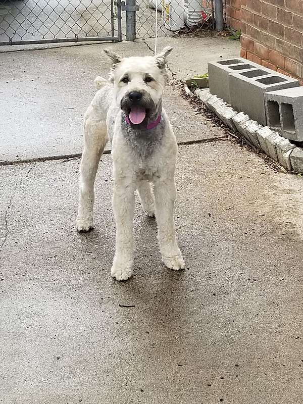 female-bouvier-des-flandres-dog