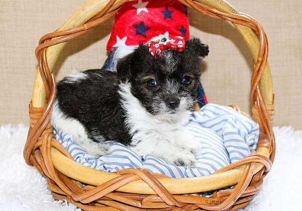friendly-yorkipoo-yorkipoo