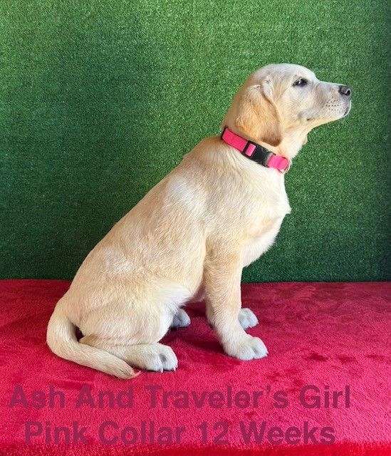 field-puppy