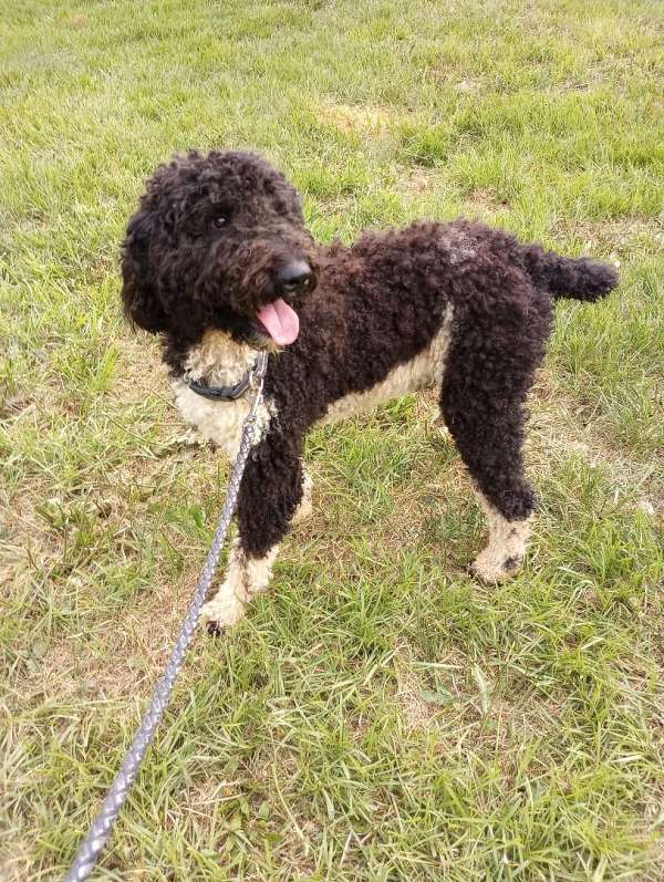 black-cream-male-standard-poodle