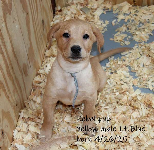 yellow-labrador-retriever