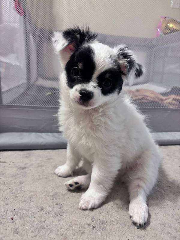 long-haired-chihuahua