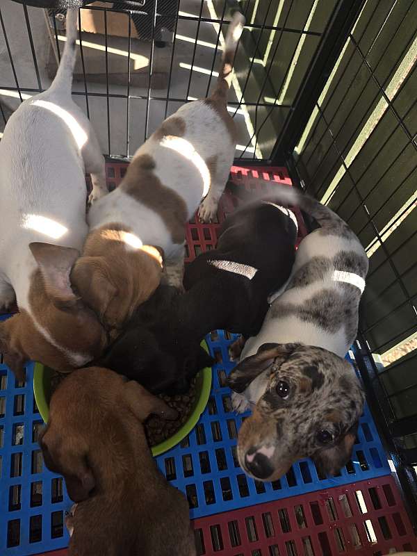 spotted-corded-puppy